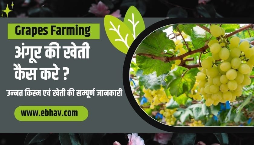 Angur-ki-kheti-hindi