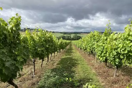 Grapes-Farming