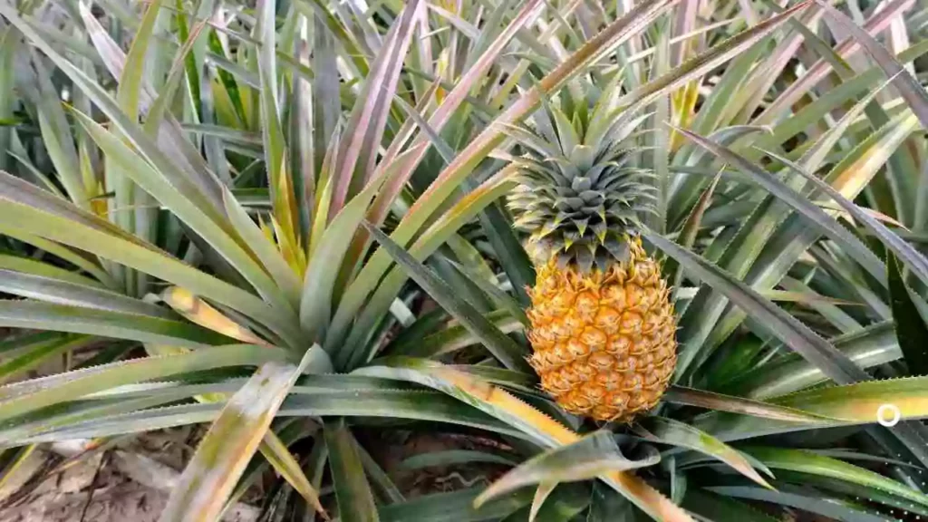 pineapple-ki-kheti