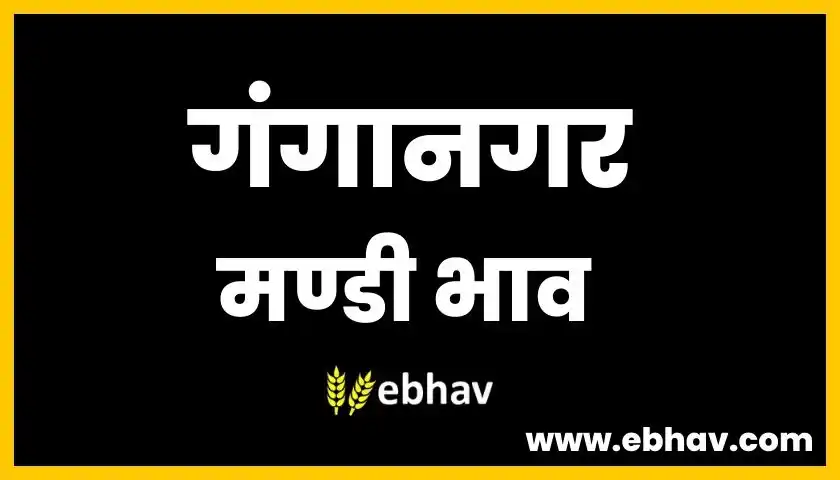 ganganagar-mandi-bhav