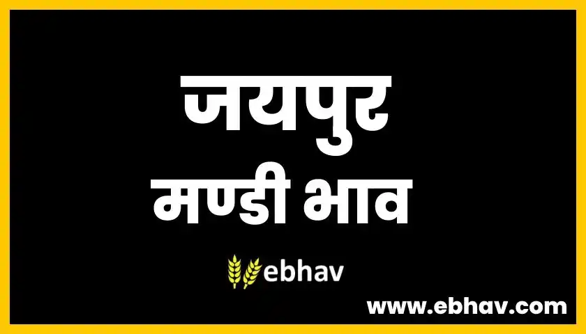 jaipur-mandi-bhav