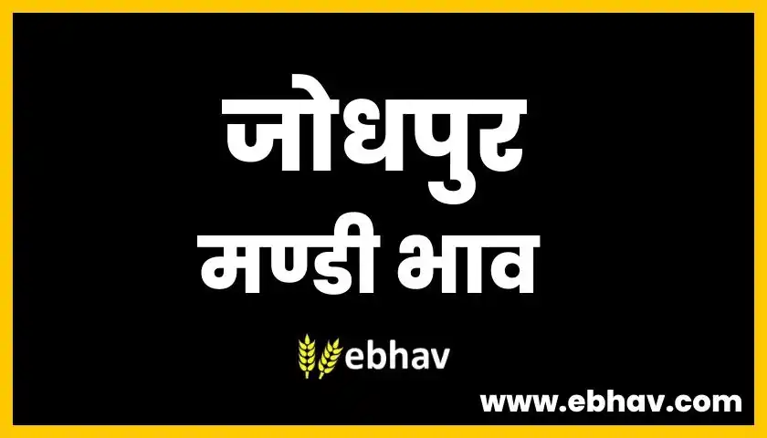 jodhpur-mandi-bhav