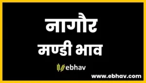 nagaur-mandi-bhav