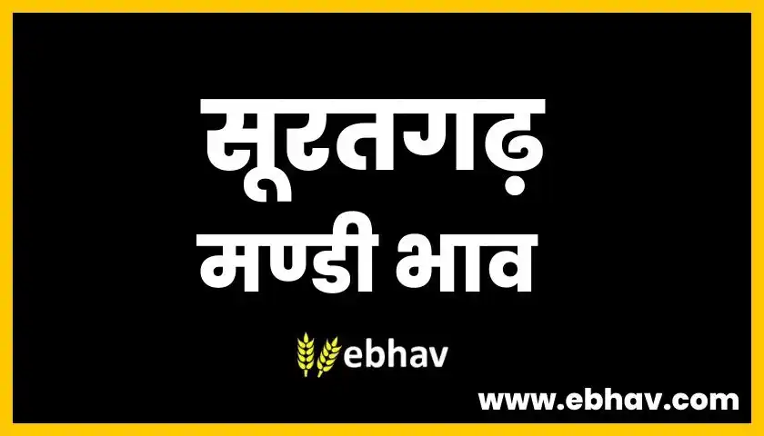 suratgarh-mandi-bhav