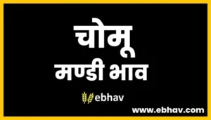 chomu-mandi-bhav