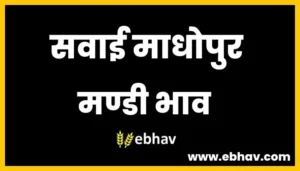 sawai-madhopur-mandi-bhav