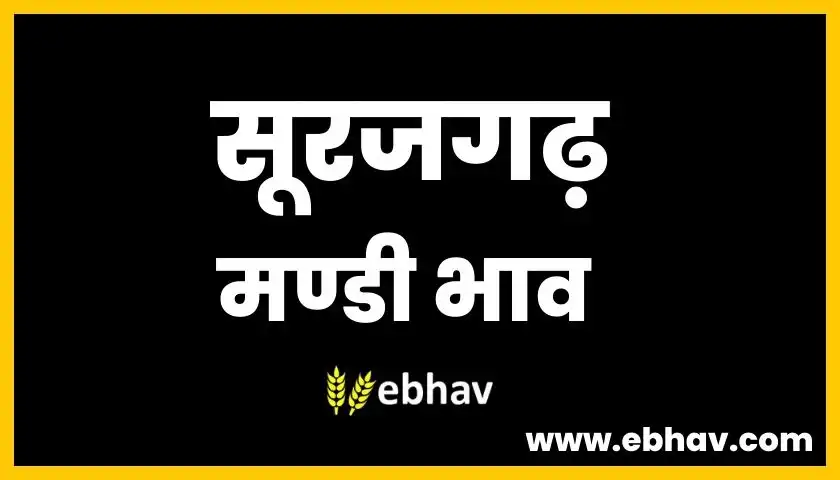 surajgarh-mandi-bhav
