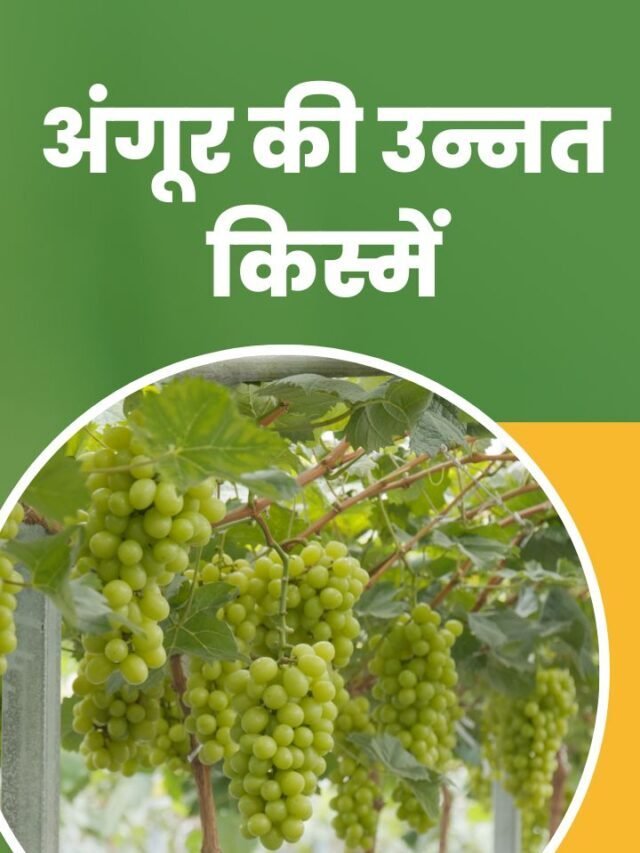 अंगूर की उन्नत किस्में जो देती है अधिक मुनाफा  – Varieties of Grapes