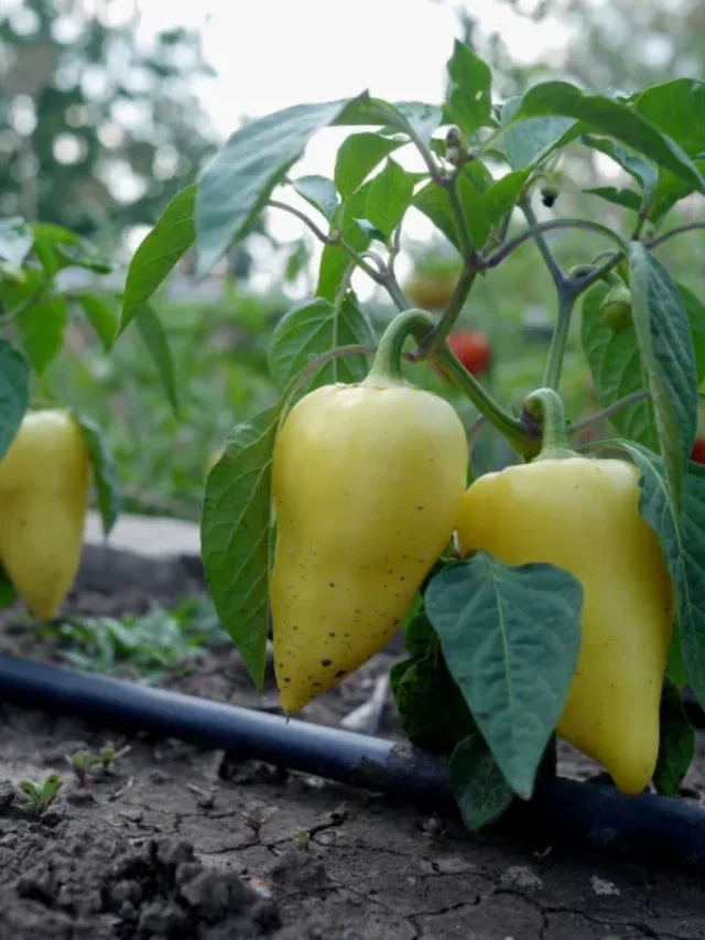 drip-irrigation-system (5)