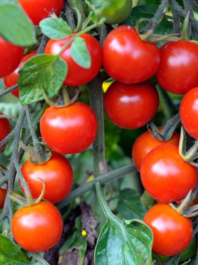 tomato (7)