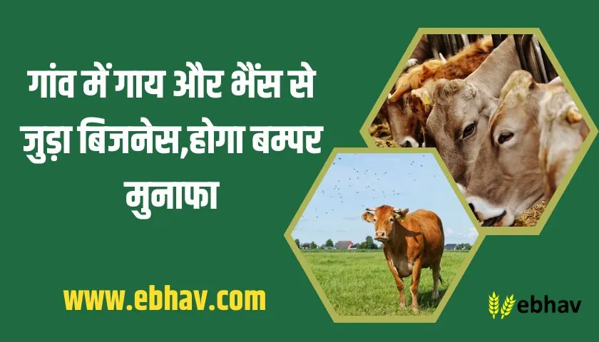 business-related-to-cow-and-buffalo-in-the-village
