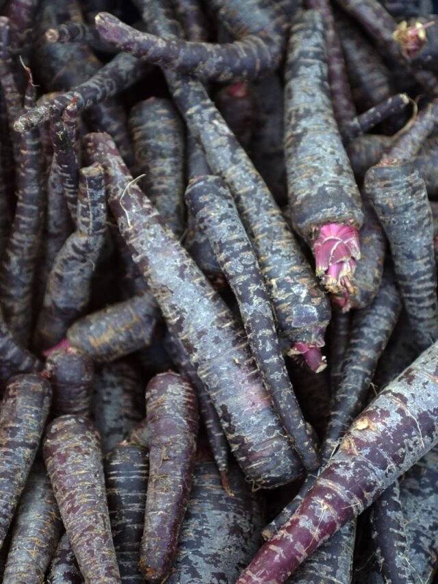 black carrot (4)