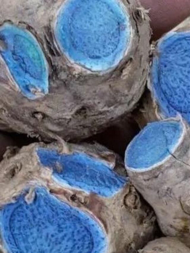 blue turmeric (10)