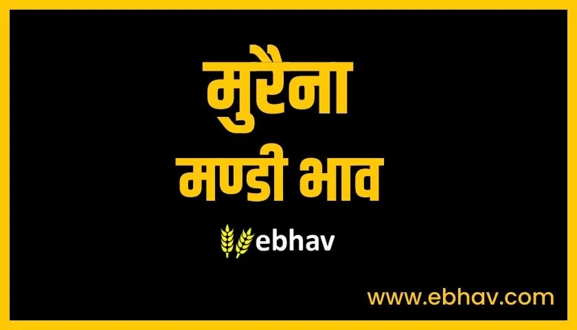 morena-mandi-bhav