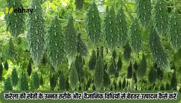 Karela Ki Kheti