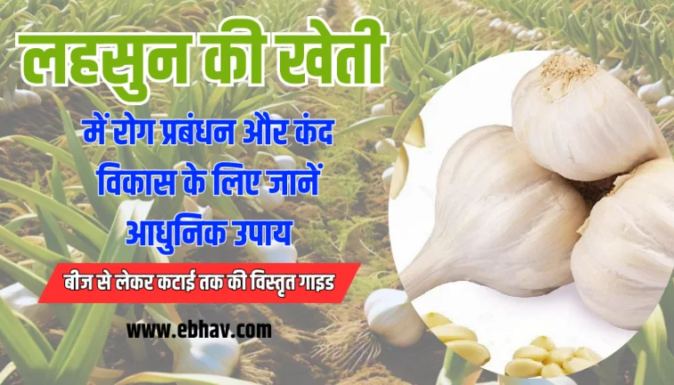 Lahsun Ki Kheti