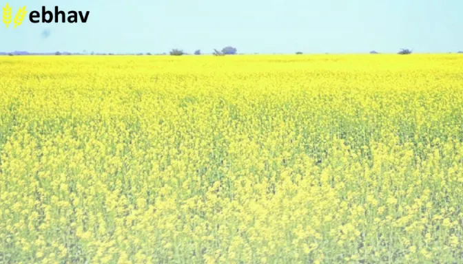 mustard crop pest identification management