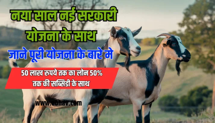 Goat Farming Business Loan