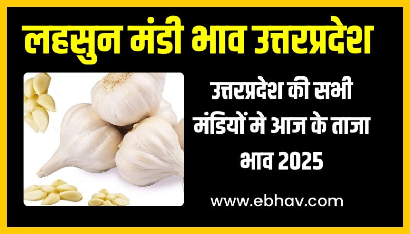 Lahsun Mandi Bhav Uttar Pradesh