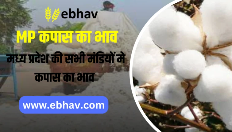 Madhya Pradesh Kapas Mandi Bhav