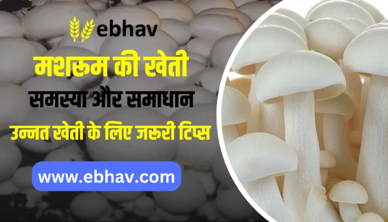 Mushroom Farming Challenges