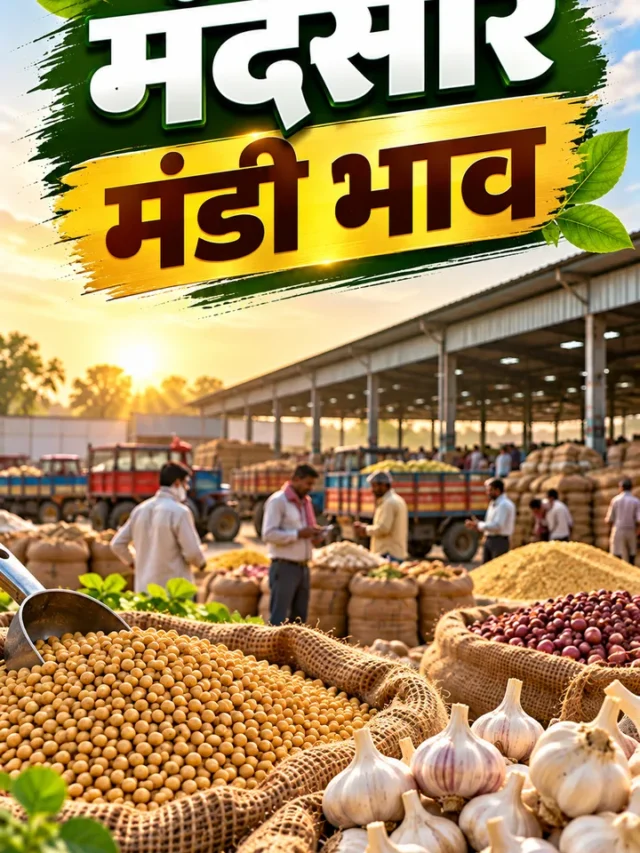 आज का मंदसौर मंडी भाव (03-10-2026): लहसुन, सोयाबीन व गेहूं में जोरदार तेजी