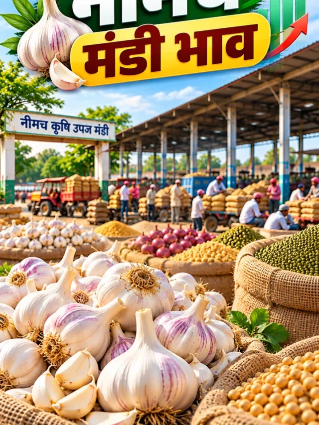 आज का नीमच मंडी भाव (03-10-2026): लहसुन, सोयाबीन व गेहूं में जोरदार तेजी